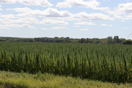 Hemp Growing