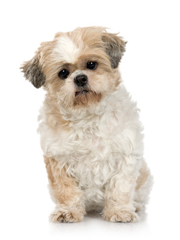 puppy mill dog