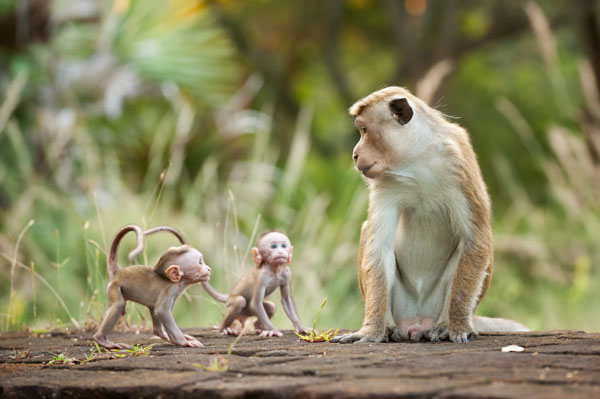 Monkey Kingdom - Movie Review - The Austin Chronicle