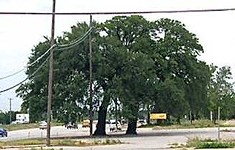 A Tollway’s Toll on Trees