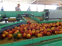 Day Trips: Hill Country Peaches