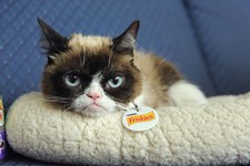 Grumpy Cat Returns to SXSW