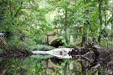 <i>Walking Waller Creek</i> Is a Tour Through Wildlife, Wild Flora, and Wild History
