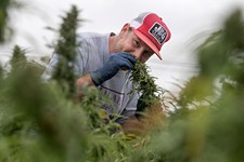 Texas Sees Its First Hemp Harvest in 80 Years