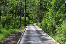 Day Trips: The Big Thicket National Preserve, Kountze