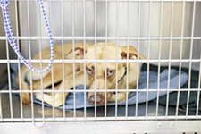 Austin Pets Alive! Workers File to Become Largest Animal Shelter Union in the U.S.