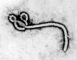 The Ebola filovirus