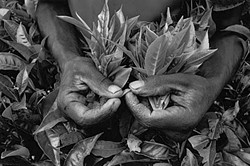 <i>Picking tea at a plantation near Cyangugu, Rwanda, </i>1991