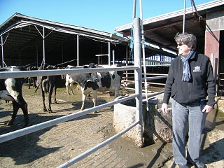 Cathy Strange and the resting, post-milked cows at Straus Family Dairy