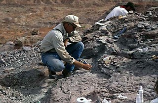 University of Texas paleontologist Tim Rowe works at this northern Arizona site, where he and a group of researchers and students discovered a new species of sauropodomorph dinosaur, which Rowe has – officially – named Sarahsaurus, to honor his promise to Austin philanthropist Sarah Butler. Butler, no excavator of giant reptile bones herself, raised $1 million to build the Austin Nature and Science Center's interactive Dino Pit exhibition.