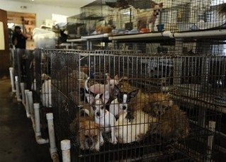 Dogs crowded into cages were rescued from a Kaufman Co. puppy mill in 2009