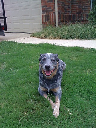 Cisco, a blue heeler, was shot by APD Officer Thomas Griffin earlier this month.