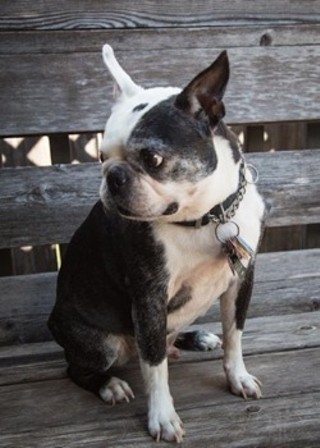 Buster the Boston Terrier has a mass that needs treatment