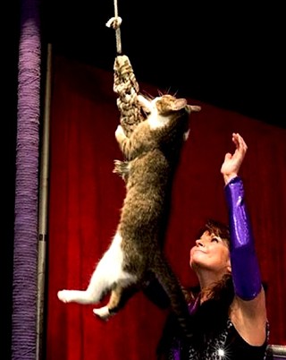 The Amazing Acro-Cats are Back in Austin this Weekend!