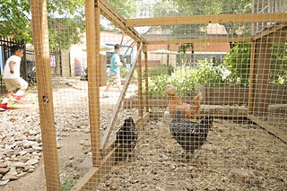 Zavala garden includes a chicken coop.
