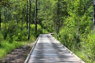 Day Trips: Sundew Trail in the Big Thicket, Kountze