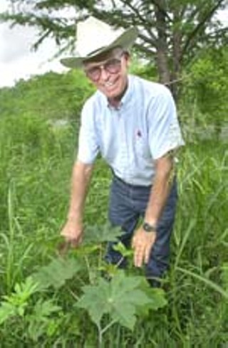 Cliff Caskey shows off new growth on an area Hays County contractors cleared in May as part of a flood clean-up project. Caskey says that castor beans, Johnson grass, ragweed, and other riverside vegetation grow back faster than you can say Kawasaki – or at least within a matter of weeks.