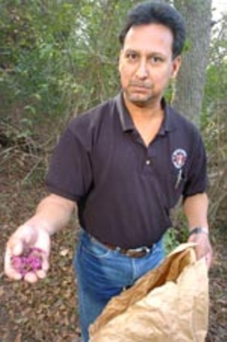 René Barrera at Blunn Creek Preserve, with American Beautyberry seeds