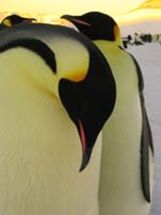 <i>March of the Penguins</i>