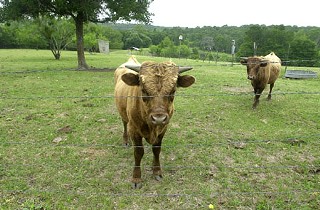 Dave Gunlock's bulls