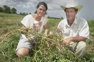Tecolote Farm owners Katie and David Pitre survey a water-starved field.