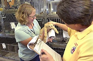 TLAC Director Dorinda Pulliam (r) examines a kitten before adoption.