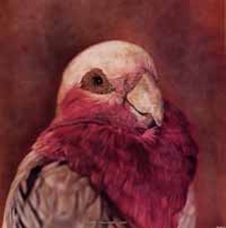 <i>Cacatua roseicapilla, Galah</i> (1997) from <i>Small Deaths</i>. You're not quite sure [if it's a painting or a photograph], Breakey says, and I actually like that realm.