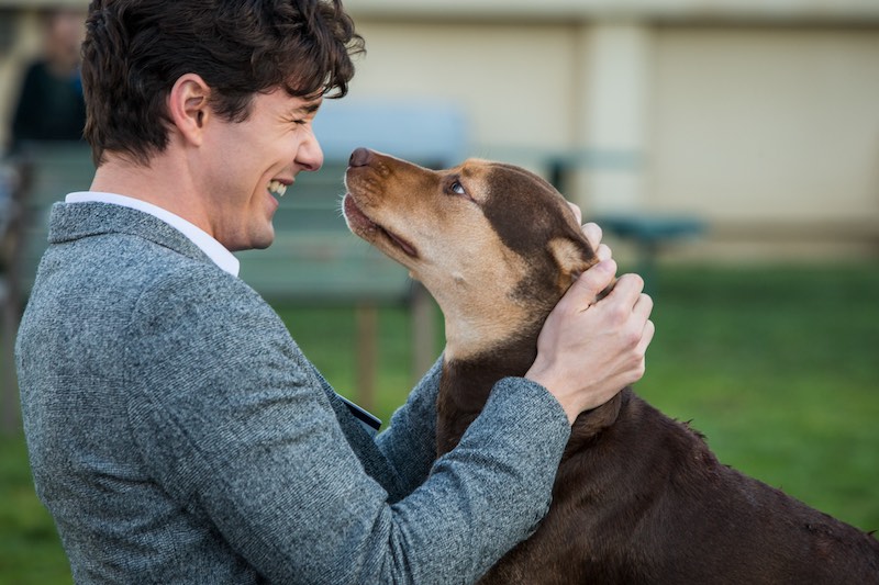 A Dog’s Way Home