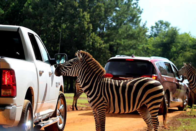 drive through safari hochatown