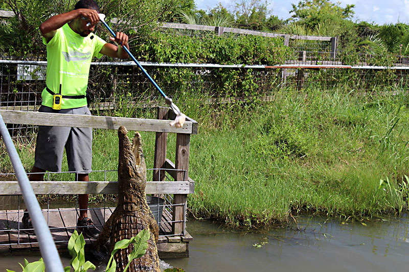 Day Trips: Crocodile Encounter, Angleton: A toothy smile at this animal