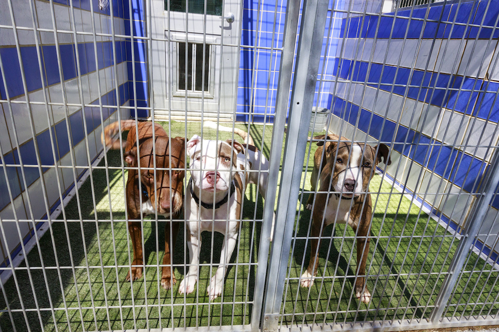Austin's Animal Shelters Struggle to Uphold No-Kill Reputation in the Face of Overcrowding: How overcrowding and mismanagement of Austin Animal Center and Austin Pets Alive! have them struggling to keep up - Austin's Animal Shelters Struggle to Uphold No-Kill Reputation in the Face of Overcrowding: How overcrowding and mismanagement of Austin Animal Center and Austin Pets Alive! have them struggling to keep up -