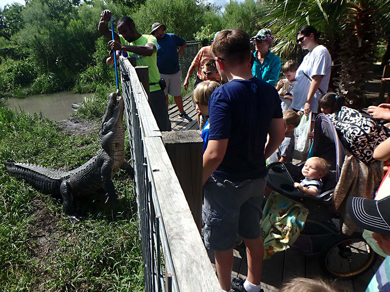 Day Trips: Crocodile Encounter, Angleton: A toothy smile at this animal