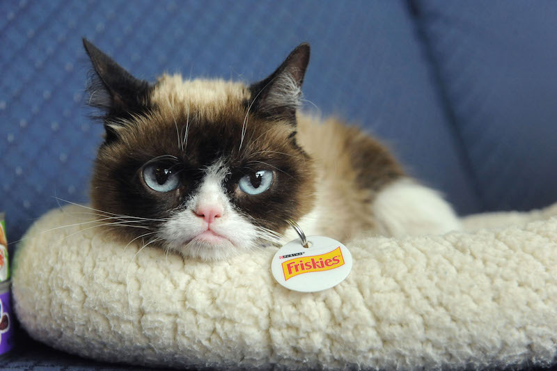 Friskies' new face: star Grumpy Cat is pet food's new