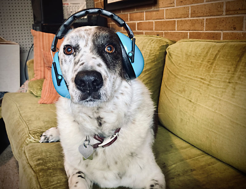 Chill sales dog music