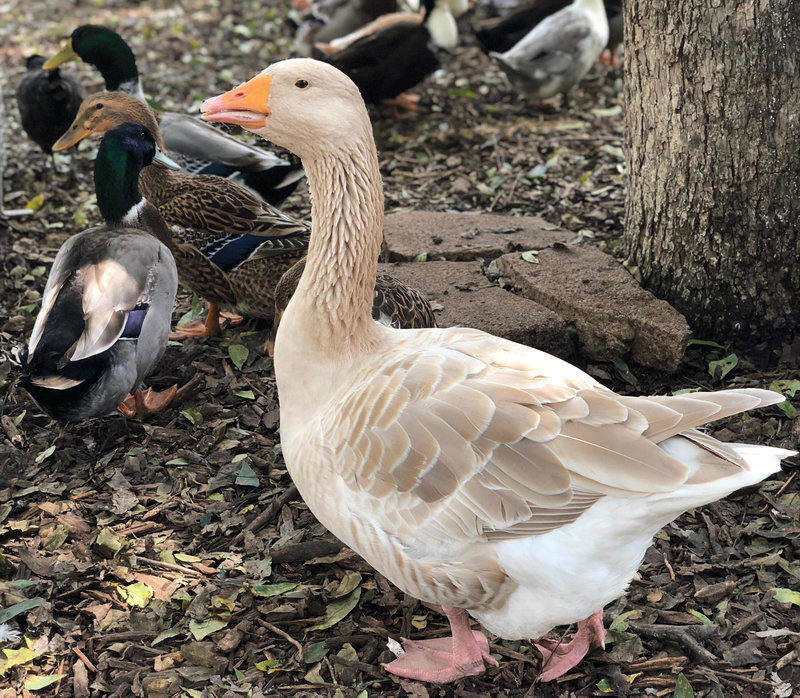 GOOSE GOOSE DUCK: QUEBRARAM O RECORDE DE MAIOR BURRICE