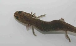 Groups Plan To Sue To Save Salamander