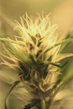 12/6 and 12/10 – the New 4/20?