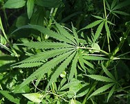 NORML: Tell Biden to Back Off Pot