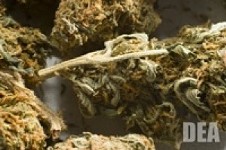 ACLU Report: Time to Legalize It