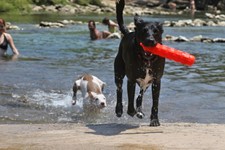 APD Is Enforcing the Doggone Spillway Ban