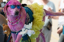 Dogs in Drag