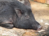 Fantastic Fest Cancels Aerial Hog Hunt