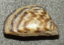 Invasive Zebra Mussels Found in Lake Travis
