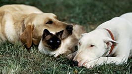 <i>Chronicle</i> Recommends: Films About Pets