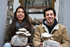 Myco Alliance Uses Fungus as an Edible Recycling System