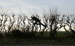 Revew: Leaning Into the Wind: Andy Goldsworthy