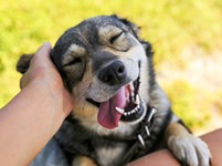 Austin Approaches Peak Boopability With Dogist and WeRateDogs Visits