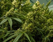 In Honor of 4/20 Some of Our Favorite Austin Purveyors of CBD