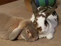 Two Warring Rabbits Defy the Odds to Love Each Other, and So Should We All
