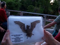 Day Trips: Bat-Watching in Texas